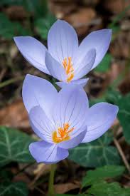 Since outdoor conditions are different during this time of year, it's important that you're planting the right types of fall flowers if you want your garden to pop. 30 Best Fall Flowers For An Autumn Garden Prettiest Flowers To Plant In The Fall