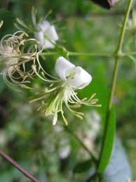 Image result for Clematis brachiata
