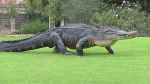 12 Foot Long Alligator Strolls Across South Carolina Golf Course Ignoring Human Onlookers American Alligator Alligator Alligator Image