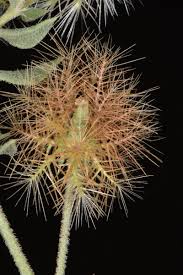Image result for Silene abyssinica