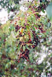 Image result for Prunus serotina