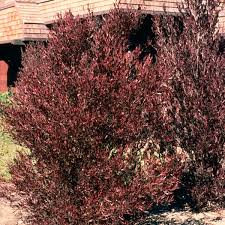 Image result for Dodonaea