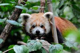 They prefer to live in large areas of continuous forests. Cute Animals In The Tropical Rainforest Cute Animals I Honey