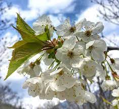 Visualizza altre idee su alberi in fiore, fiori, natura. Come Riconoscere 6 Alberi Da Frutto Dai Loro Fiori