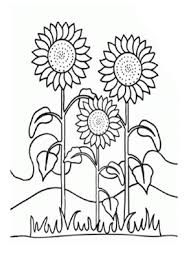 Ausmalbilder Sonnenblumen 1 Blumen Malvorlagen Ausmalen