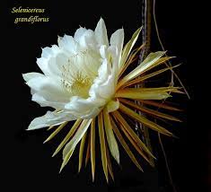 Selenicereus Grandiflorus Wikipedia The Free Encyclopedia Night Blooming Flowers Dragon Fruit Flower Night Flowers