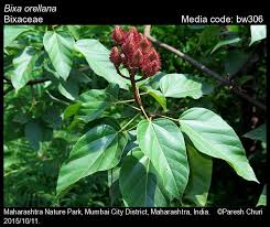 Image result for Bixa orellana