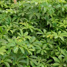 Image result for Schefflera