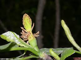 Image result for Pteronia acuminata