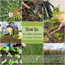 Can i use preen in my vegetable garden. How To Get Rid Of Weeds In Vegetable Gardens Farm Fit Living