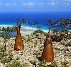 Image result for Anisotes bracteatus