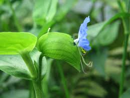Image result for Commelina subulata