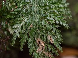 Image result for Vandenboschia gigantea