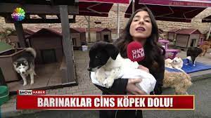 barinaklar cins kopek dolu youtube