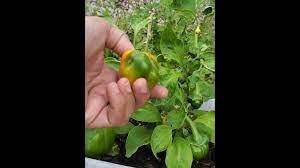 How To Grow Bell Pepper Capsicum From Seed At Home Diy Growing Pepp In 2021 Growing Bell Peppers Growing Peppers Pepper Plants