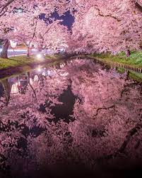 Pin On Sakura Cherry Blossom