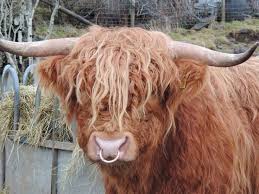 Joanna Gaines On Twitter Cow Nose Ring Scottish Highland Cow Cow Nose