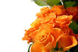 Find roses in all colors and settings in our collection. Orange Roses Wallpapers Wallpaper Cave