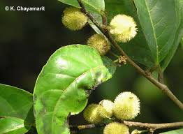 Image result for Peraceae