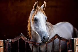 Beauty is in the eye of the beholder; Blog Page 4 Shea Winter Roggio