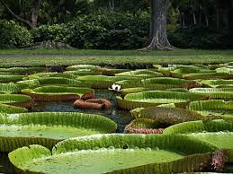 Sehenswuerdigkeiten Seychellen Botanischer Garten Der Seychellen