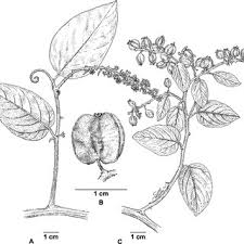 Image result for Gouania tiliifolia