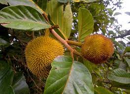 We did not find results for: Anjili Chakka Artocarpus Hirsutus The Wild Jack Fruit Of Kerala A Tropical Evergreen Tree Species Healthyliving From Nature Buy Online