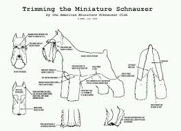 Schnauzer Grooming Chart Schnauzer Grooming Dog Grooming