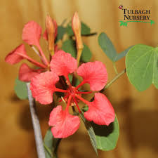 Image result for Bauhinia galpinii