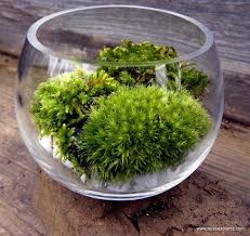 Moss Terrarium Moss Garden Moss Terrarium Moss Plant