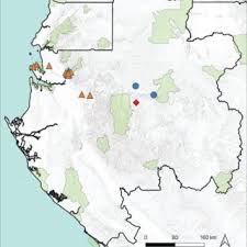 Image result for Englerodendron mengei