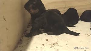 These lovable, energetic rottweiler puppies grow into intelligent and courageous working class dogs. Rottweiler Puppies For Sale Near Me Craigslist 07 2021