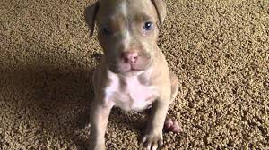 The blue nose pitbull is a terrier, and like all terriers, was bred to hunt small game and kill vermin. Blue Fawn Pitbull Are They As Stunning As Most Owners Claim