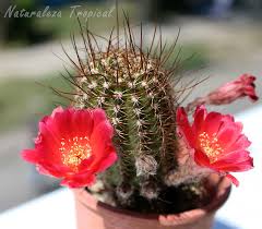 Las raíces cambian de dirección al llegar a los bordes de las macetas. Como Lograr Que Los Cactus Florezcan De Forma Sencilla