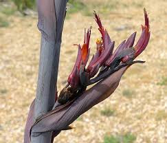 Although given the common name 'flax' they are quite distinct from the northern hemisphere plant known as flax (linum usitatissimum) p. Flax New Zealand New Zealand Flax New Zealand Wild Flower Finder