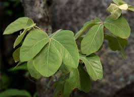 Image result for Rhoicissus