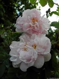 Stanwell Perpetual Rose Photo Rose Rose Photos Beautiful Roses