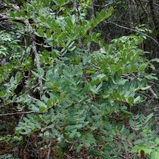 Image result for Julbernardia globiflora