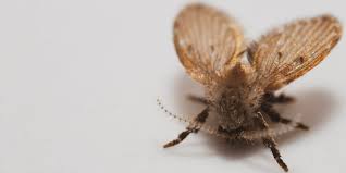They have an ovular body with 6 legs and a pair of antennae. What Types Of Insect Pests Are Living In My Home Pest Defence