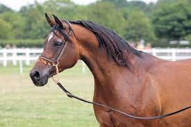 Findings Challenge Long Held Assumptions About The Arabian Horse Horsetalk Co Nz