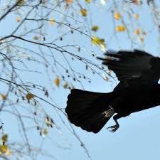 Als naturbrut wird das ausbrüten der bruteier und das anschließende aufziehen der küken durch die glucke verstanden. Larmende Krahen Nerven Anwohner Munchen Landkreis