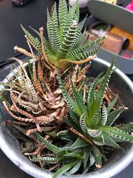 I'm not sure if i'm watering too much or too little; Cactus And Succulents Forum Zebra Cactus Dying Garden Org