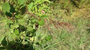 Image result for Echinochloa brevipedicellata