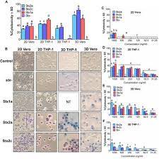 The reason for this lies in their origin yet it is crucial to know when not to use them. Frontiers Three Dimensional Vero Cell Platform For Rapid And Sensitive Screening Of Shiga Toxin Producing Escherichia Coli Microbiology