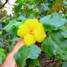 Image result for Hibiscus engleri