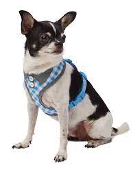 صور حيوانات اليفة Dog Harness Pets Cute Chihuahua