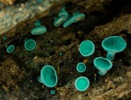 Image result for Scleria chlorocalyx