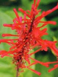 Tanpa disadari, cacing pita bisa masuk ke dalam tubuh lewat makanan yang mentah atau tidak dimasak dengan benar. Coral Bean Has Red Tubular Flowers Attractive To Hummingbirds Also Called Cherokee Bean It Was Used By Hummingbird Plants Flower Farm Planting In Sandy Soil