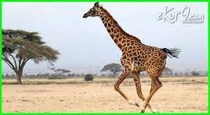 Ciri Ciri Hewan Herbivora Dan 5 Contohnya Dunia Fauna Hewan Binatang Tumbuhan Hewan Binatang Gambar Hewan
