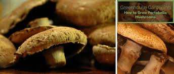 Rainfall has a big affect on how fast and how large mushrooms will grow. How To Grow Portobello Mushrooms Inside The Guide Ways